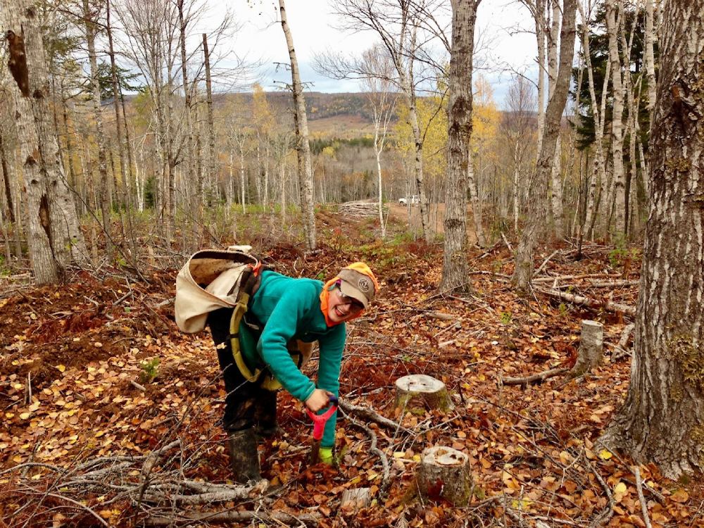 OurPart™ Why Sobeys is planting trees in Nova Scotia one sapling at a