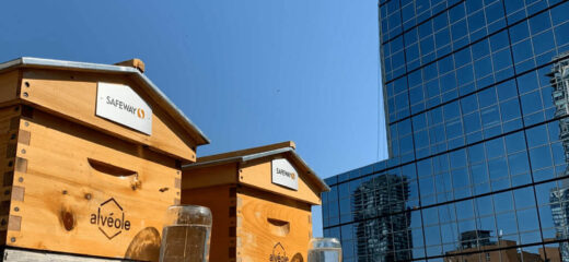 The image shows Safeway's two Rooftop bee Colonies.