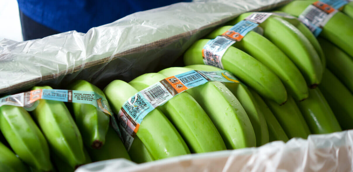 A picture of some raw bananas placed in a box.