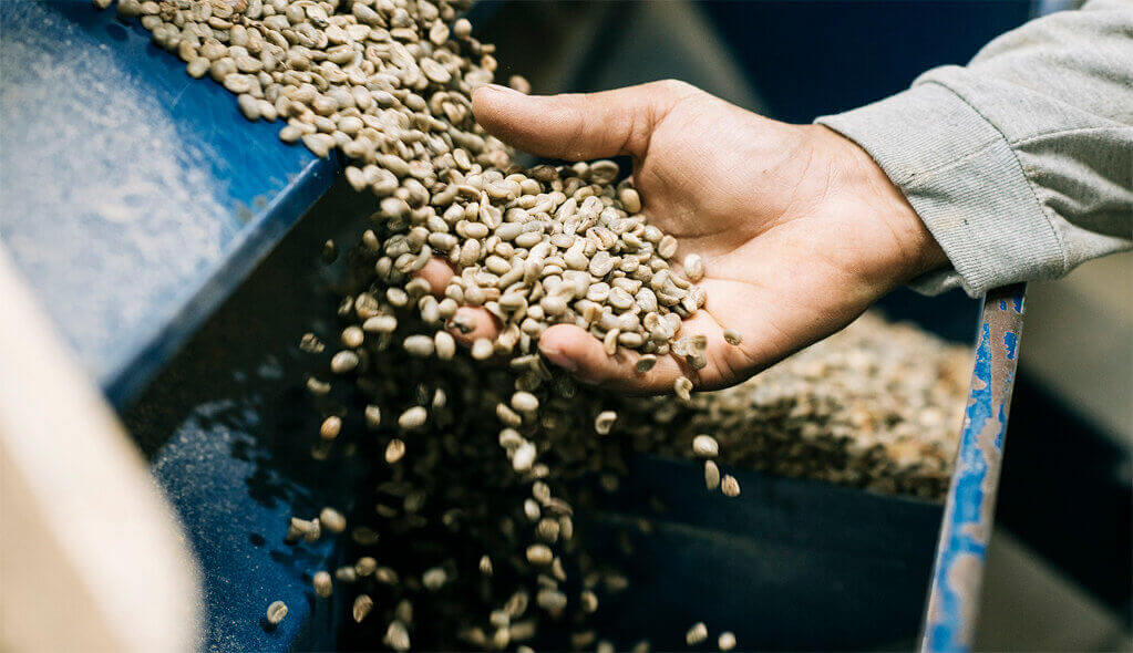 A picture of a hand picking some coffee beans coming from a machine.