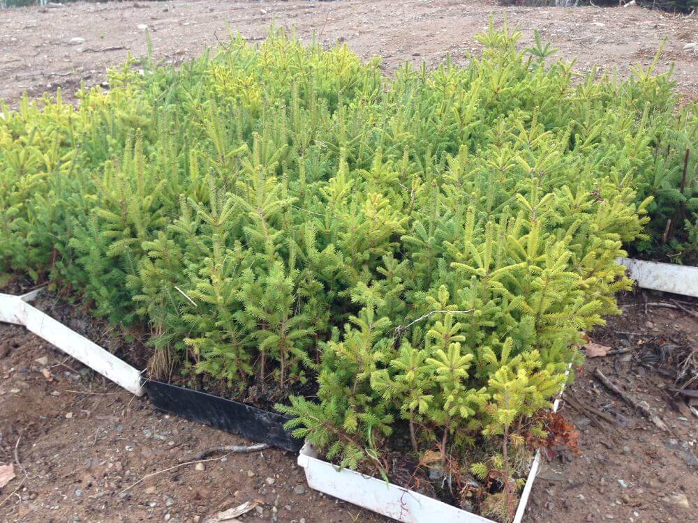 This image shows NovaScotia Tree Planting Saplings ready for planting.