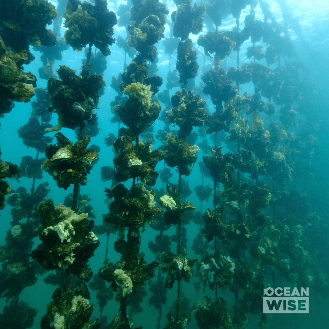 An image shows an oyster Farm Underwater.