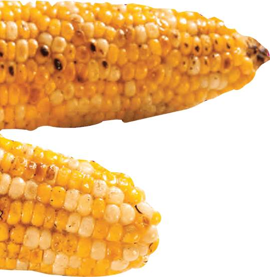 A picture of two roasted corns on a white background.